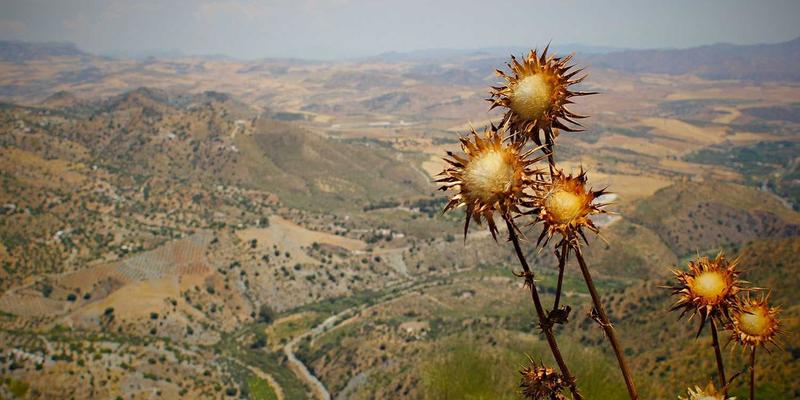 厦门本地人私藏路线：鼓浪屿内厝澳码头，一场避开人潮的老别墅静谧之旅